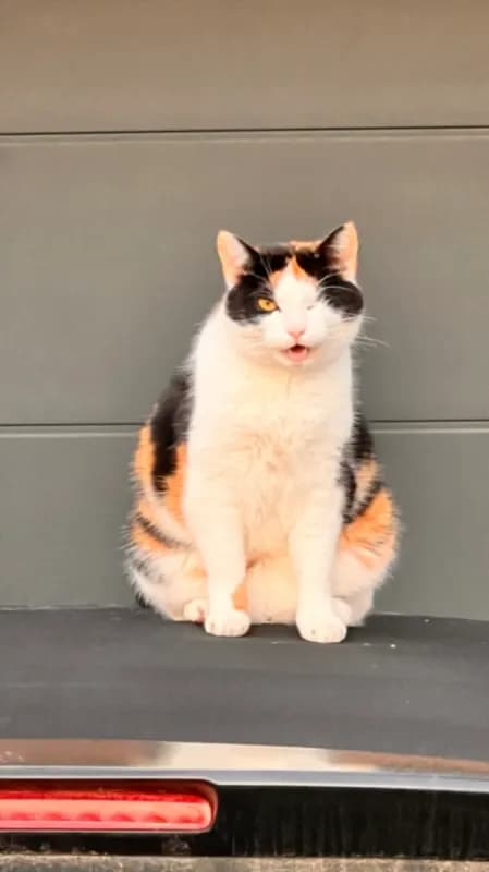Elli
