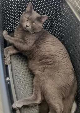 Floki