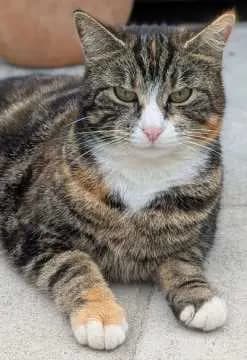 Brunhilde
