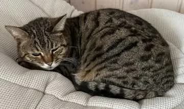Rocky