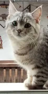 Spatz
