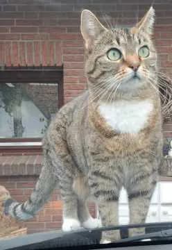 Tiggi
