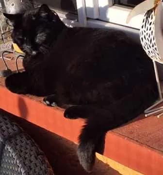 Moglie