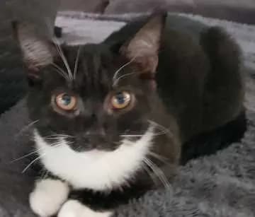 Rudi