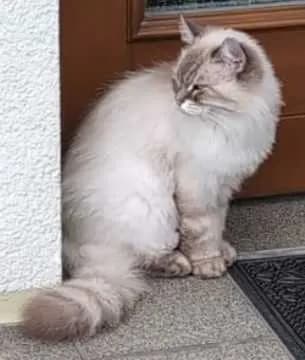 Nala