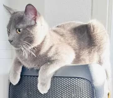 Sammy