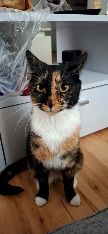 Lola