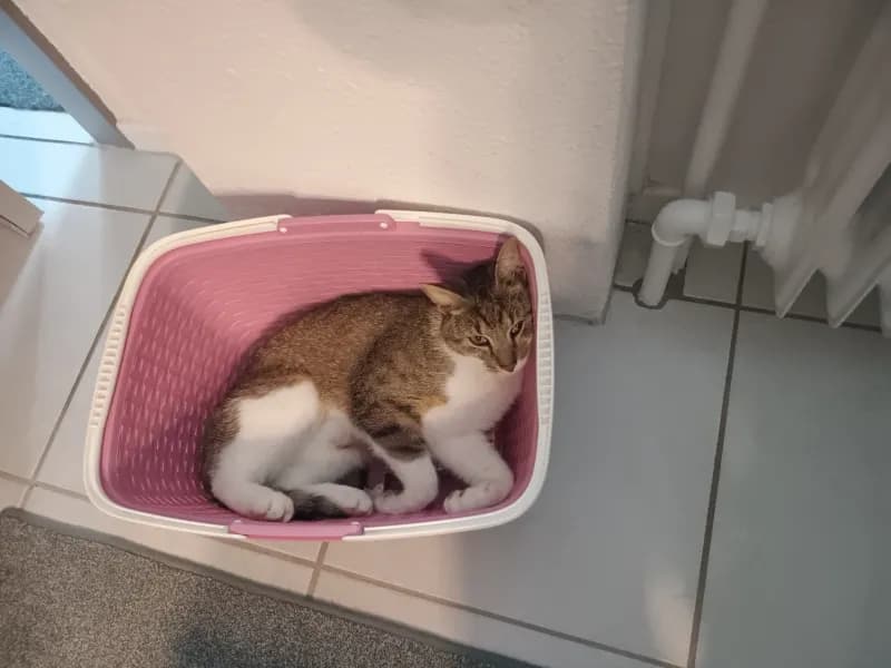 Mogli