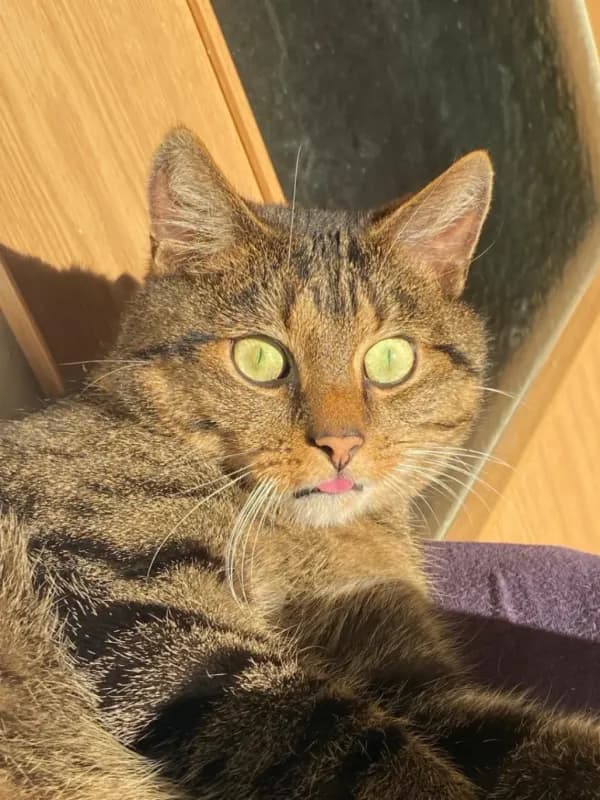 Höppi