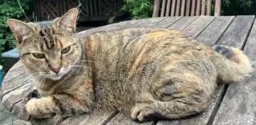 Suki