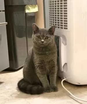 Bella