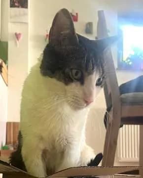 Gizmo
