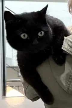 Lui