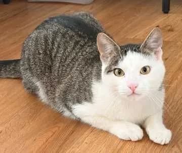 Chiko