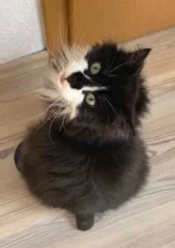 Monti