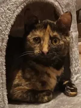 Lotti