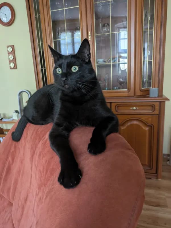 Matti
