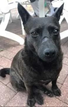 Nigra