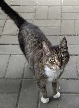 Tapsi