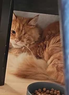 Norbert