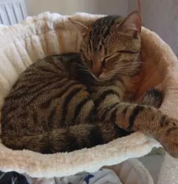 Kater Uschi