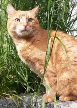 Günter