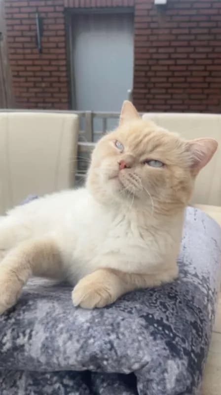 Bebe