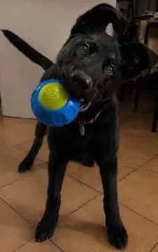 Xena