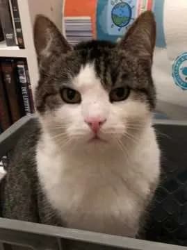 Felix