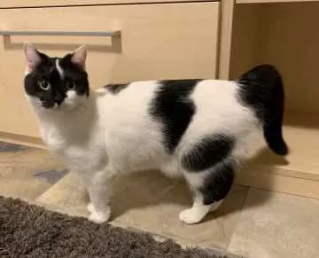 Nala