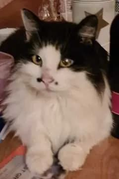 Lanu