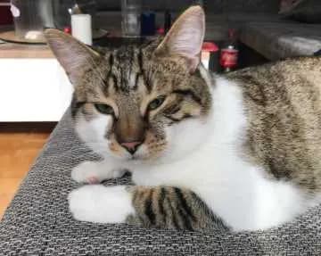 Krümel