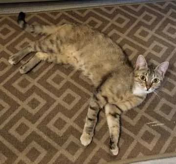 Nala