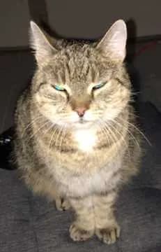 Sammy
