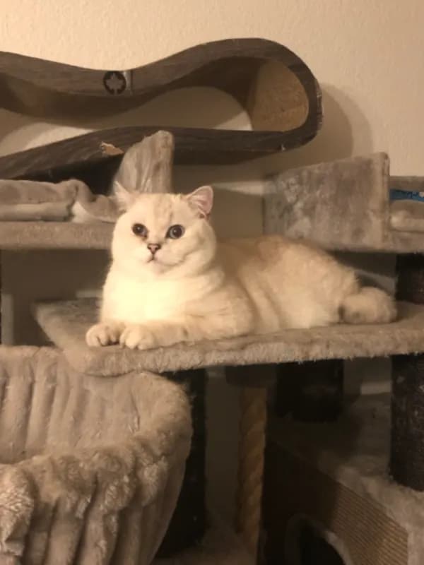 Snowball
