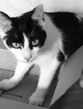 Lucy