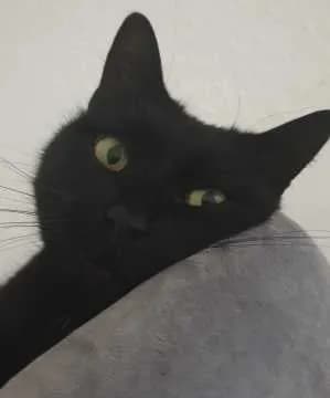 Stella