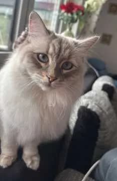 Fritzi