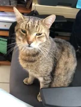 Simba