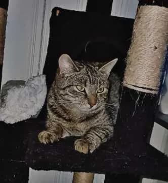 Minou