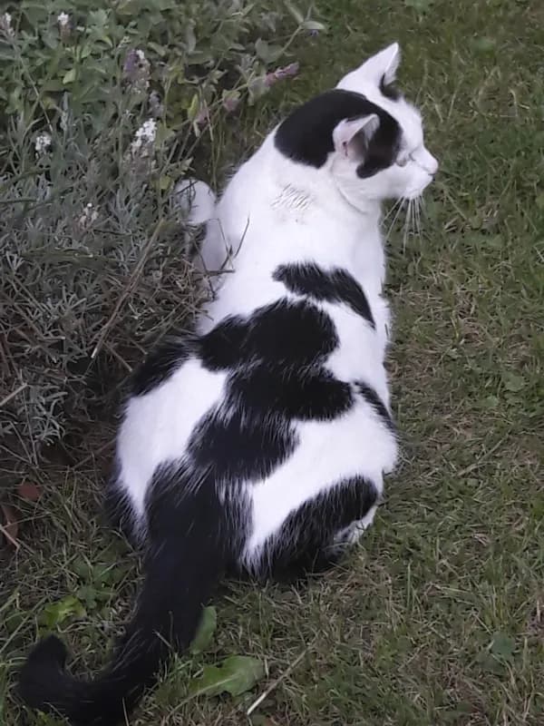 Filou