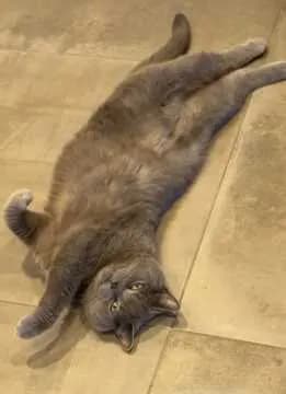 Gizmo