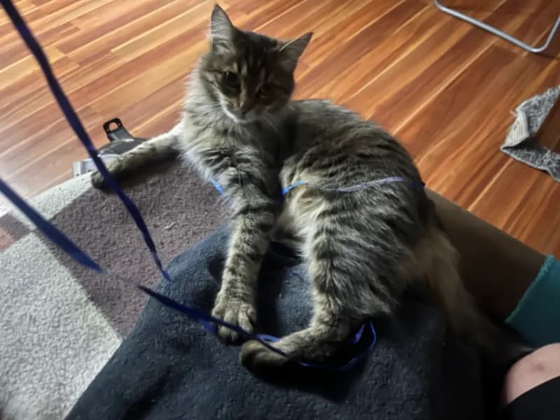 Kira
