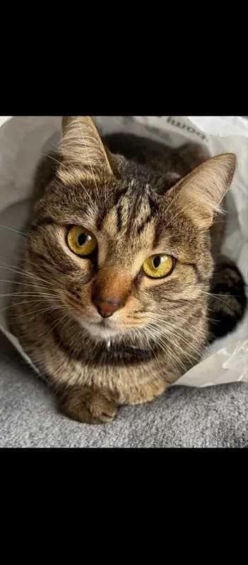 Shkipper