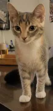 Lotti