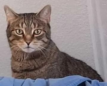Charliepapi