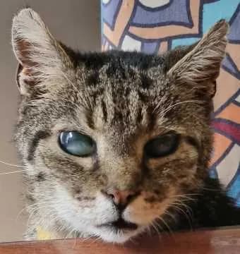 Boris