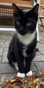 Milly