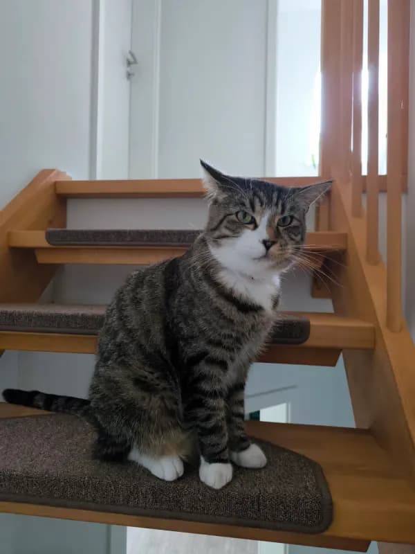 Gio