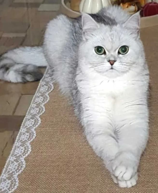 Margo